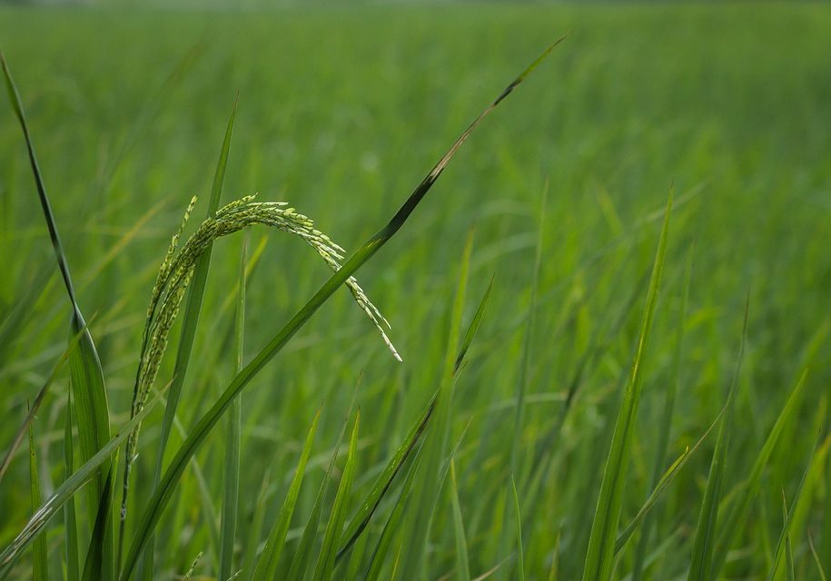 rice-3112081_960_720