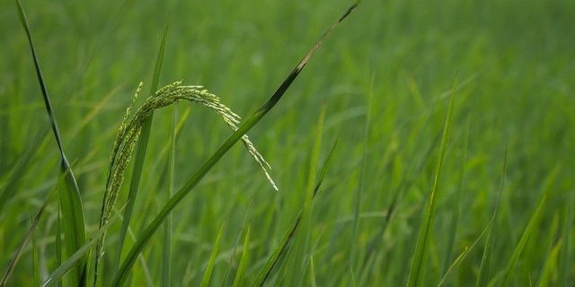 rice-3112081_960_720