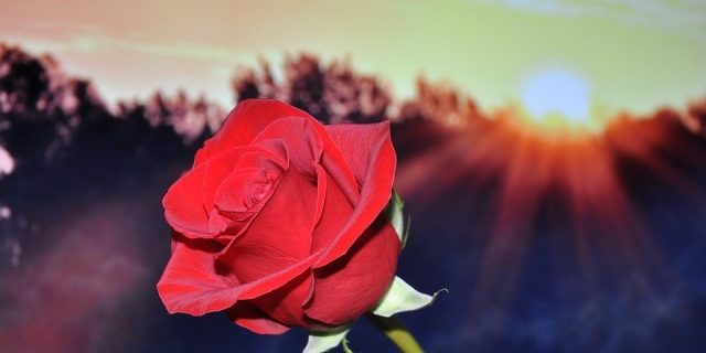 rose red